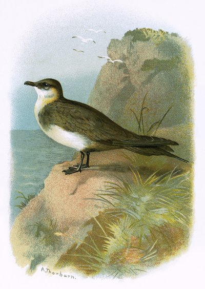 Skua von English School